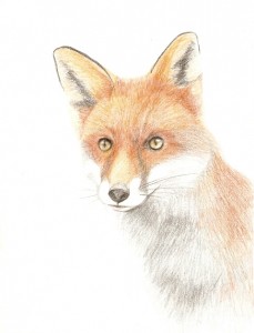 Fox portrait, Coloured pencils, A4