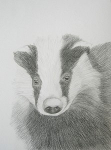 Badger, pencil, A4