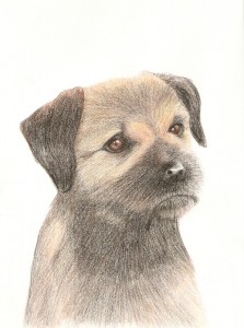 Border terrier, coloured pencils, A4