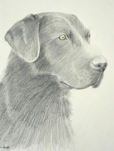 Black labrador, pencil on paper, A4