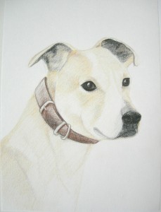 Lurcher portrait, coloured pencils, A4